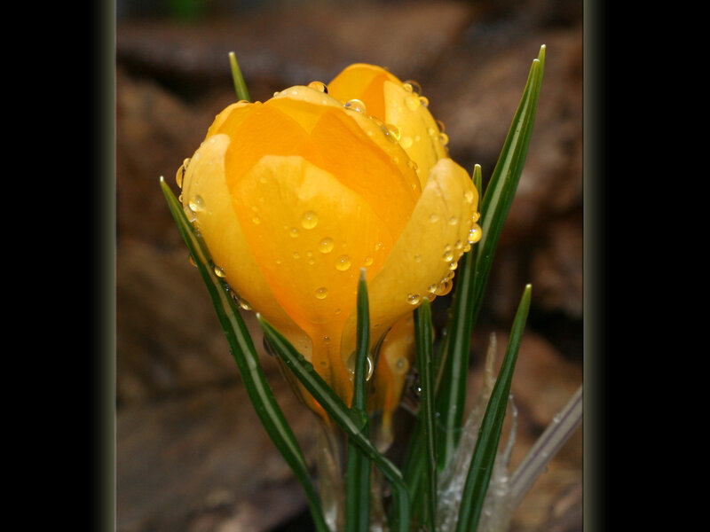 Yellow crocus with water droplets