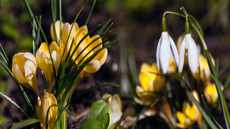 Yellow Crocuses and Snowdrops — Serene