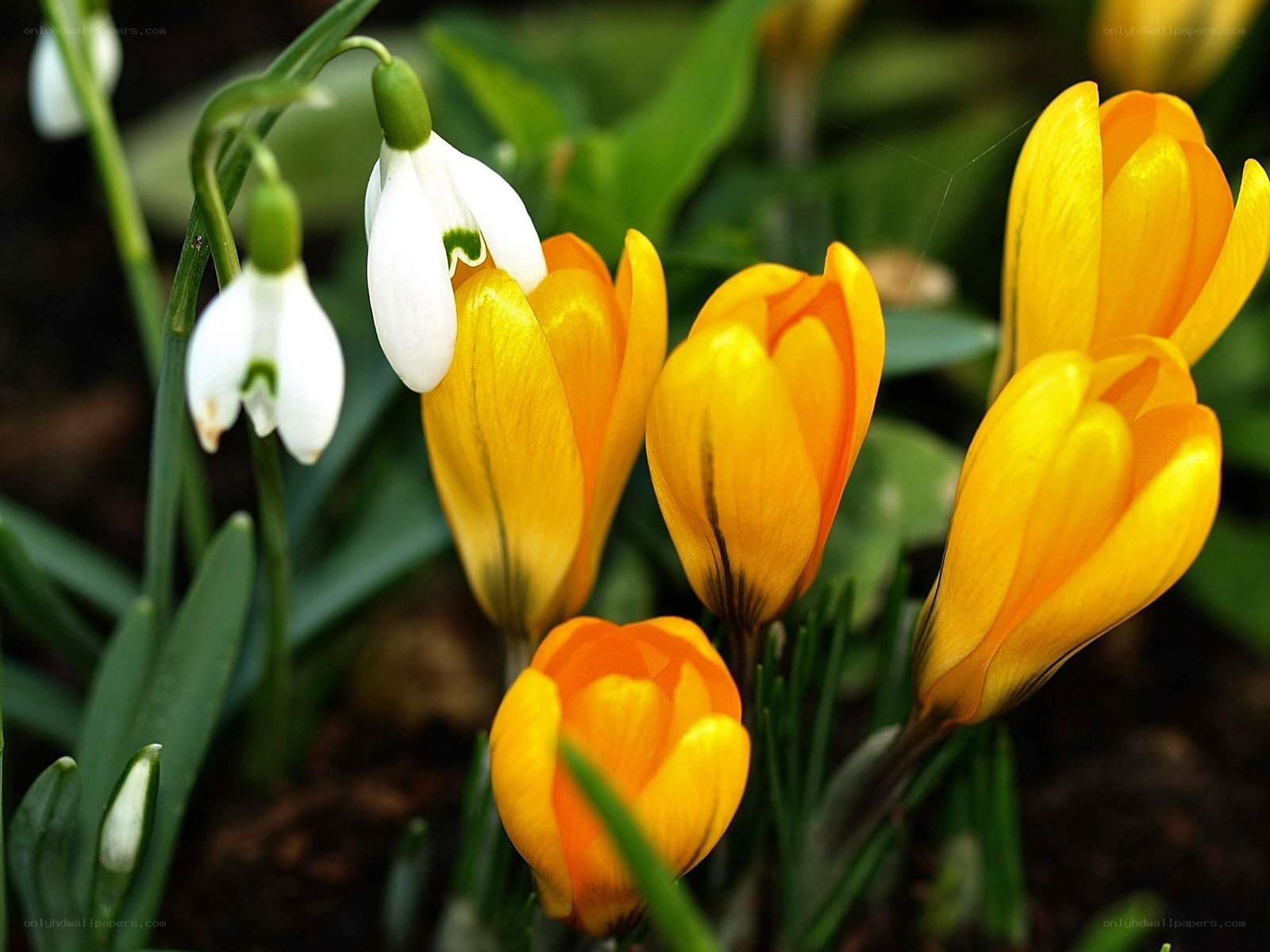 Yellow crocuses and snowdrops