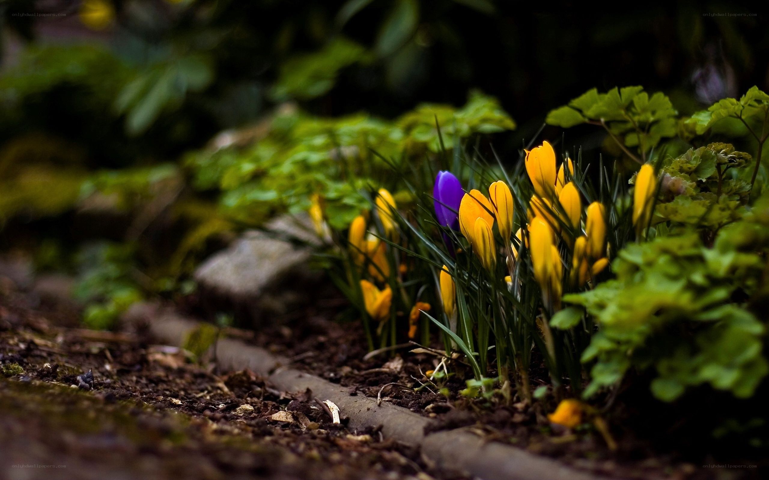 Yellow crocuses in a garden