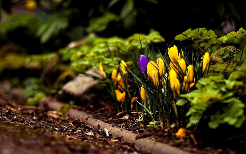Yellow crocuses in a garden