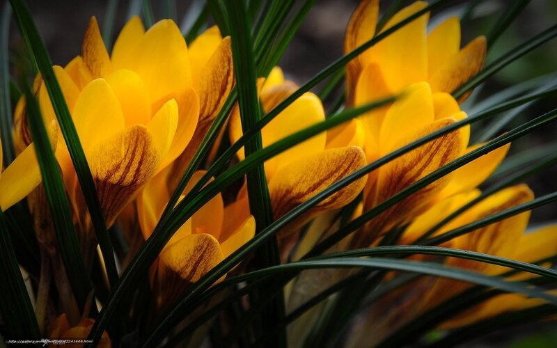 Yellow crocuses in bloom