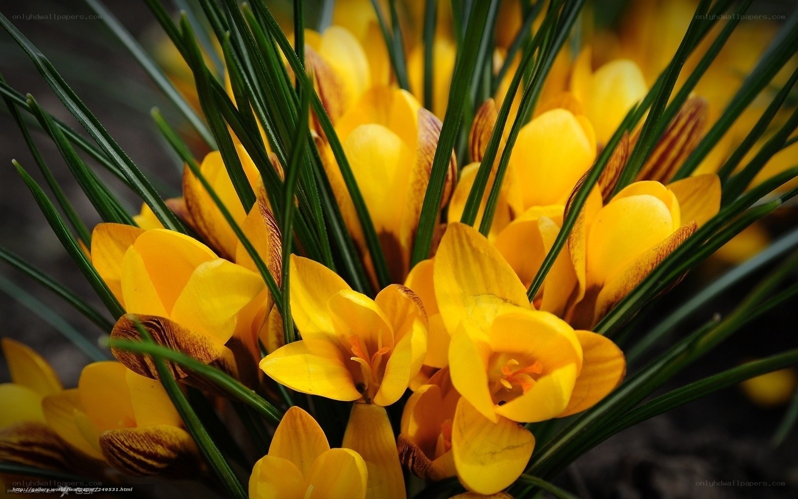 Yellow crocuses in bloom