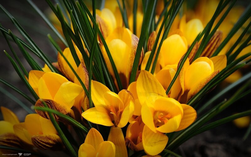 yellow crocuses in bloom