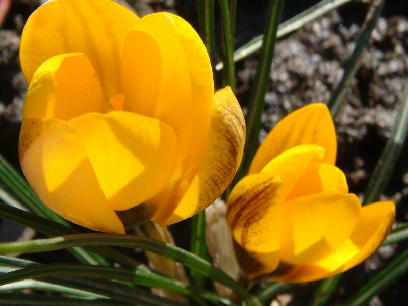 Yellow crocuses in bloom
