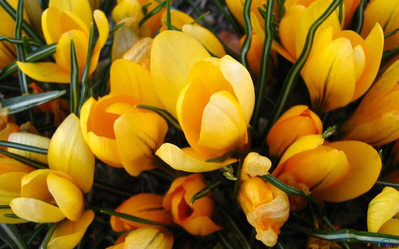 Yellow crocuses in bloom