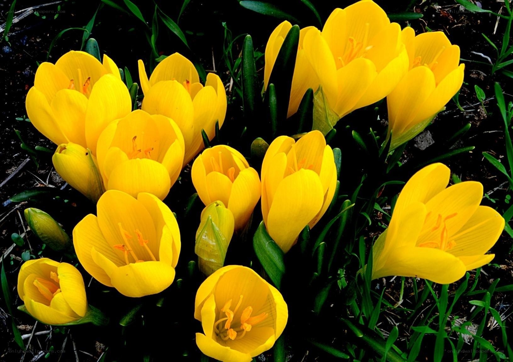 Yellow crocuses in bloom
