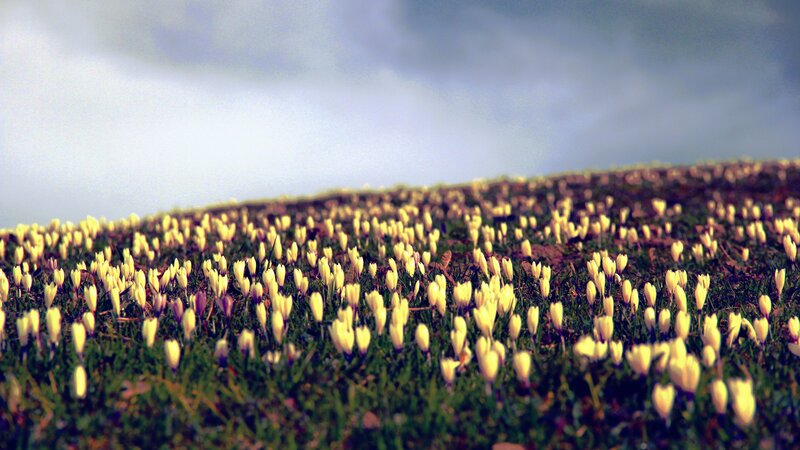 Yellow Crocuses in Field