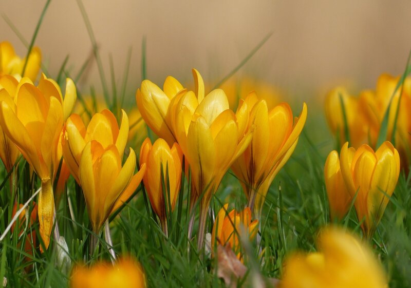 Yellow Crocuses in Grass — Serene