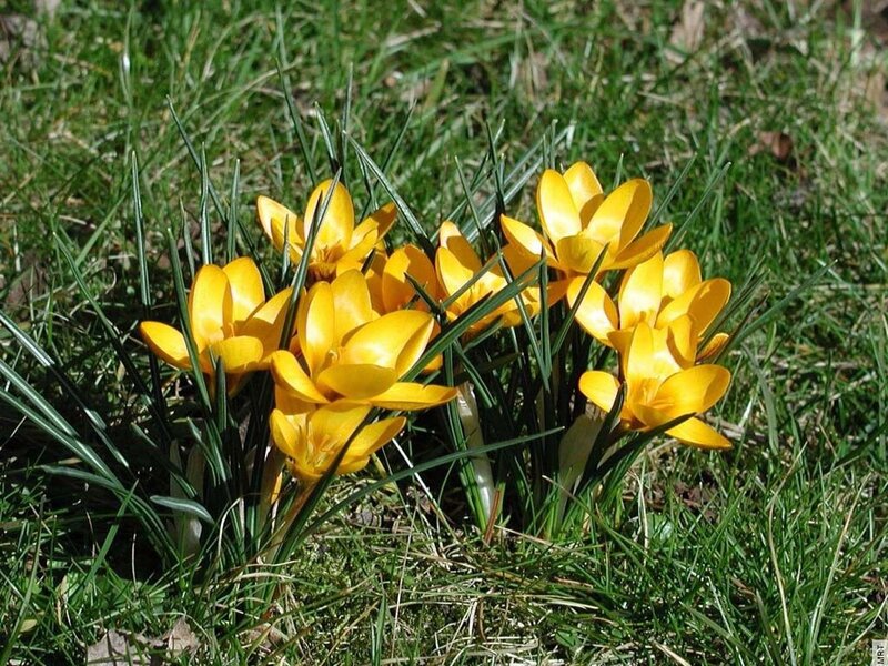 Yellow crocuses in grass