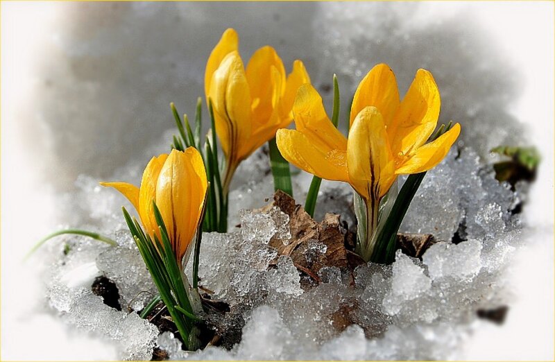 Yellow crocuses in melting snow