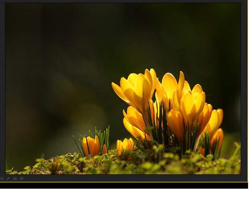Yellow Crocuses in Moss