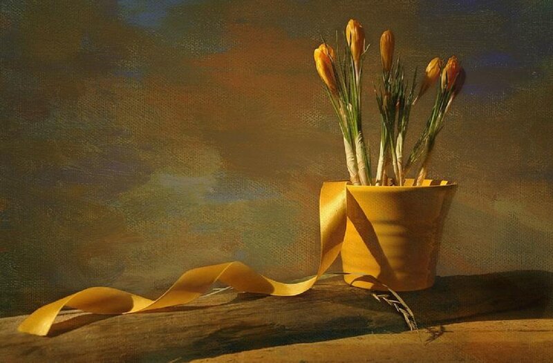 Yellow Crocuses in Pot