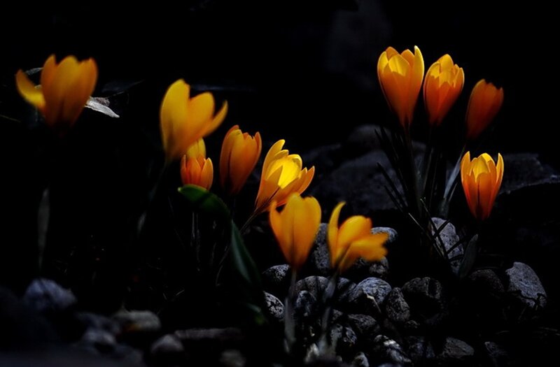 Yellow Crocuses in Rocks