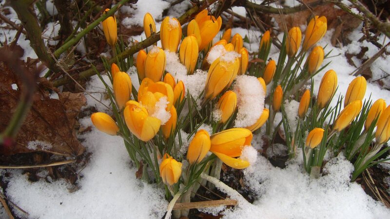 Yellow crocuses in snow