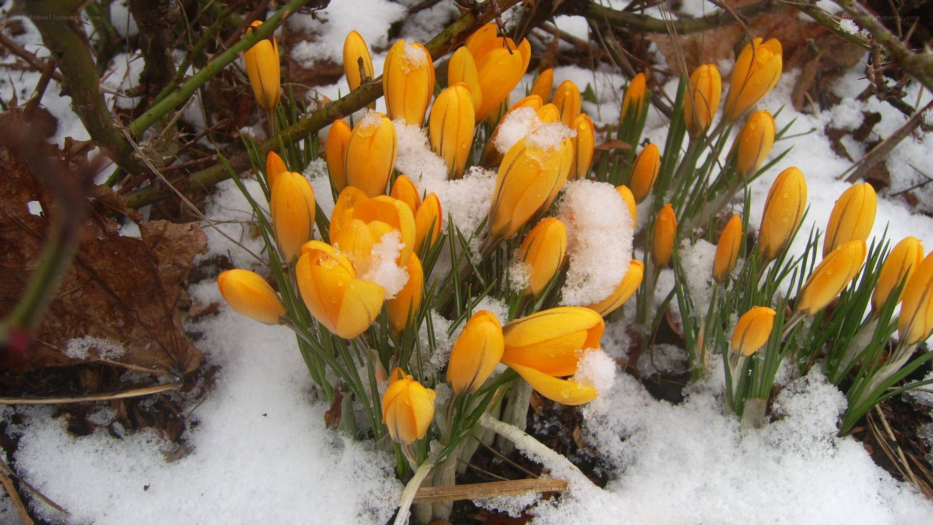 Yellow crocuses in snow