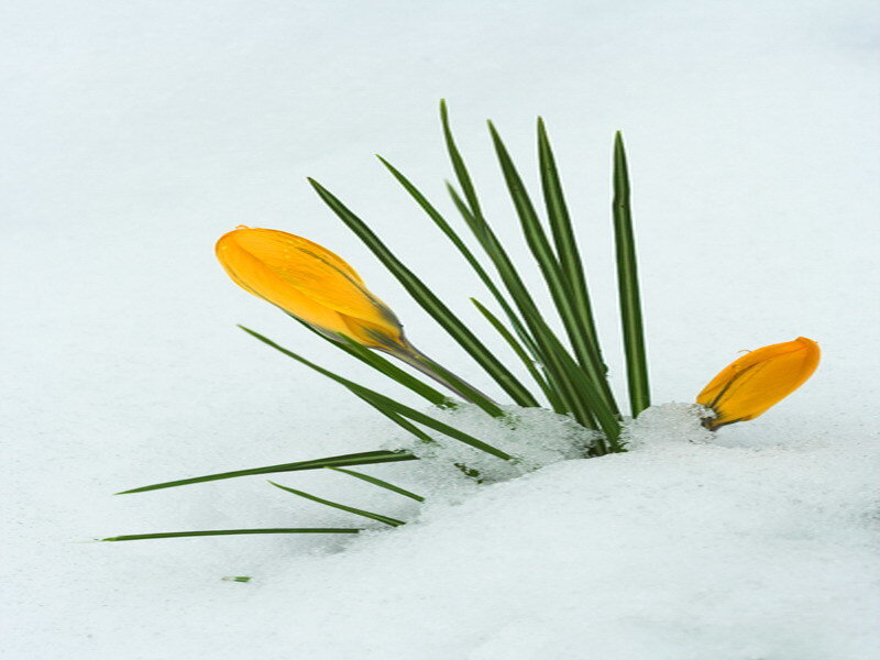 yellow crocuses in snow
