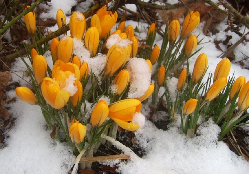 Yellow crocuses in snow