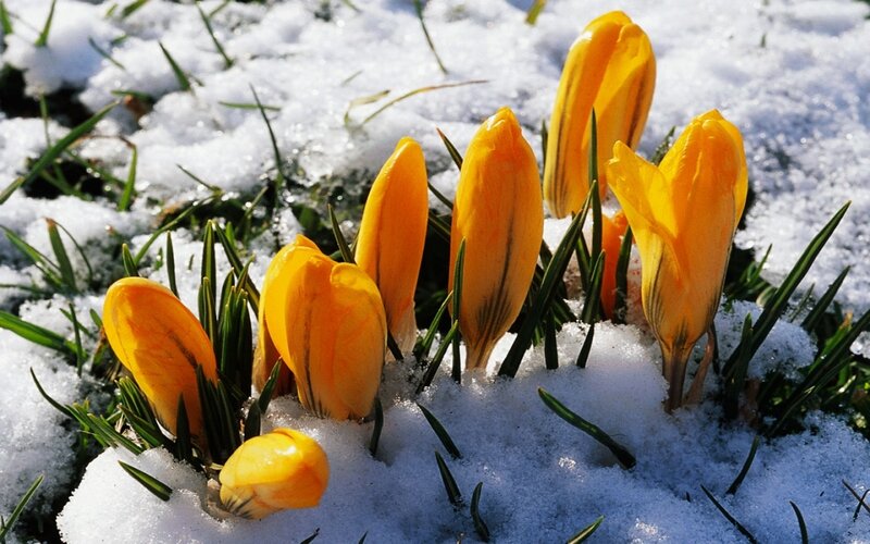Yellow Crocuses in Snow — Calm, Spring