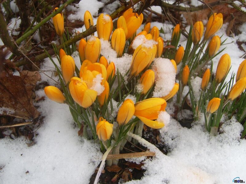 Yellow Crocuses in Snow — Calm, Winter, Photograph