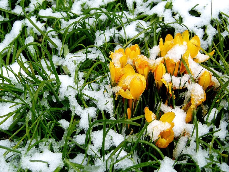 Yellow Crocuses in Snow — Green