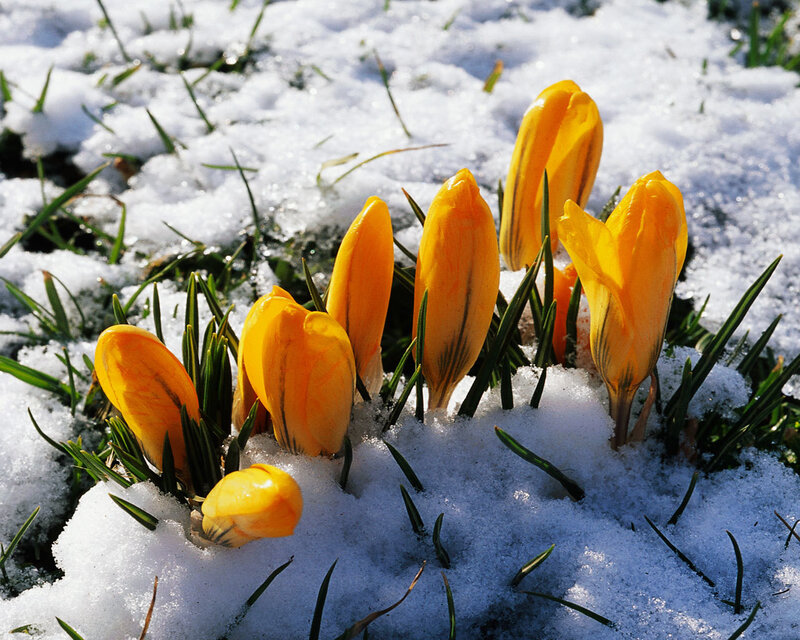 Yellow Crocuses in Snow — Hopeful