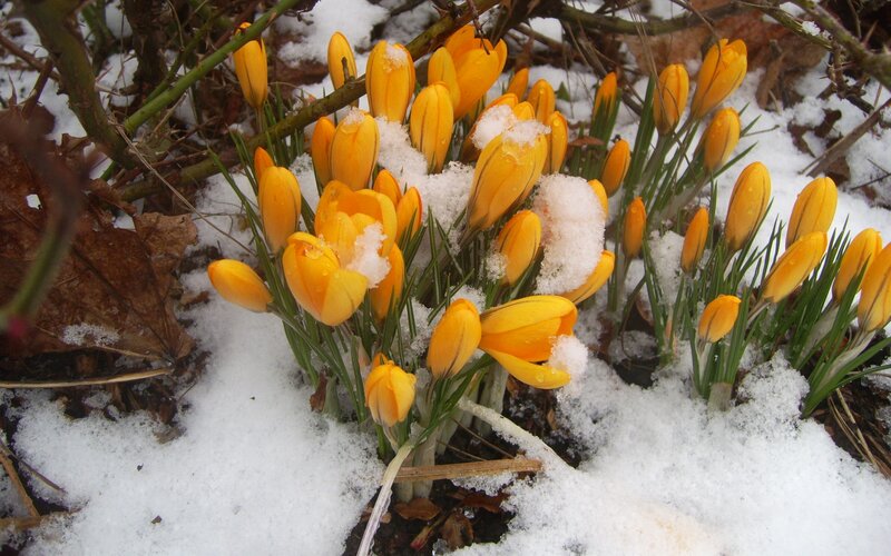 Yellow Crocuses in Snow — Resilient