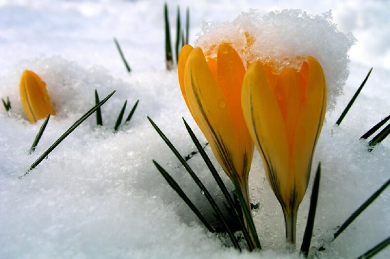 Yellow Crocuses in Snow — Serene