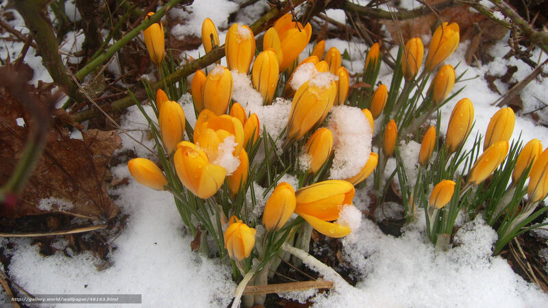 Yellow crocuses in snow