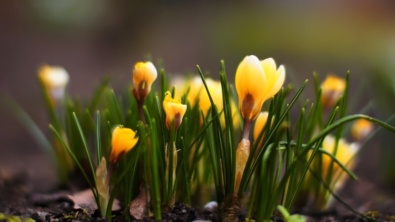 Yellow Crocuses in Soil — Serene, Spring, Photograph, Green Leaves, Buds