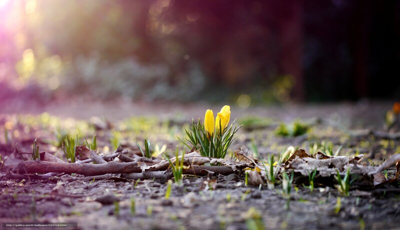 Yellow Crocuses in Soil — Serene, Spring, Photograph, Leaves