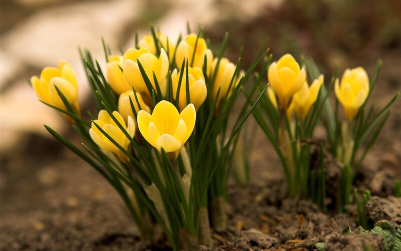 Yellow Crocuses in Soil — Serene, Spring, Photograph