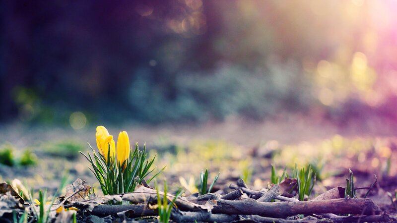 Yellow Crocuses in Soil — Serene, Spring
