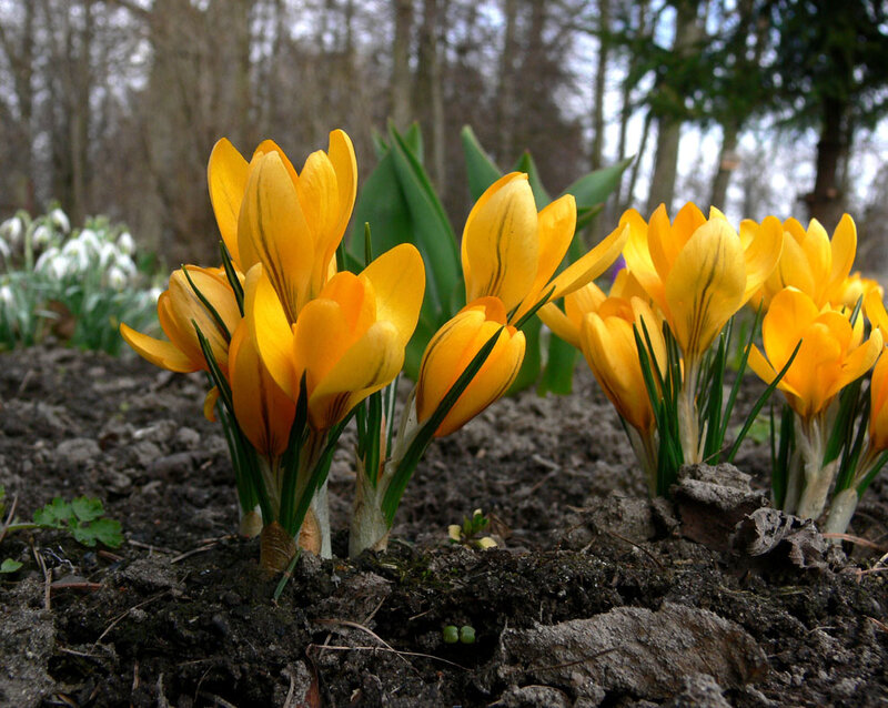 Yellow Crocuses in Soil — Serene
