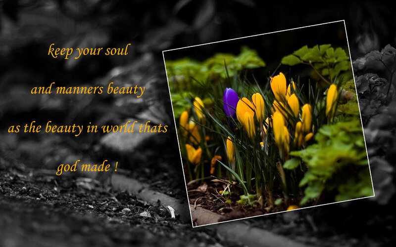 Yellow Crocuses in Soil