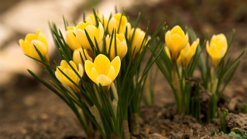 Yellow crocuses in spring