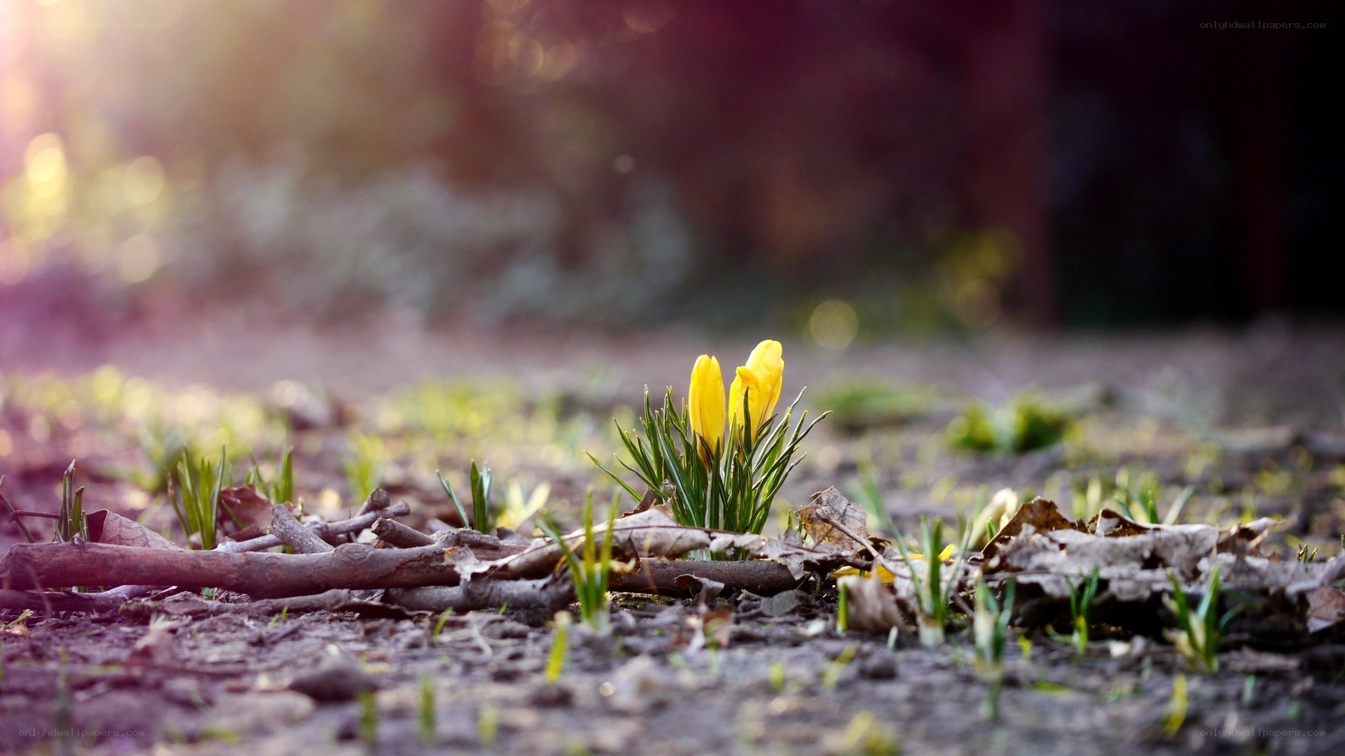 Yellow crocuses in spring