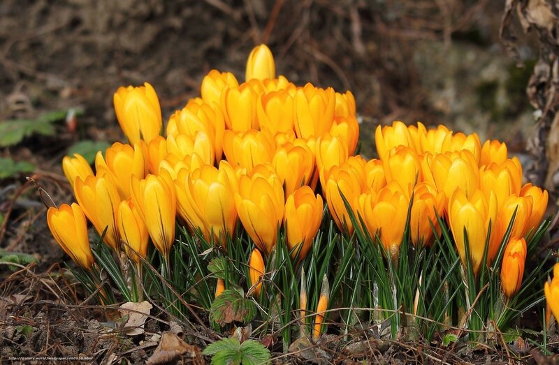 Yellow crocuses in spring
