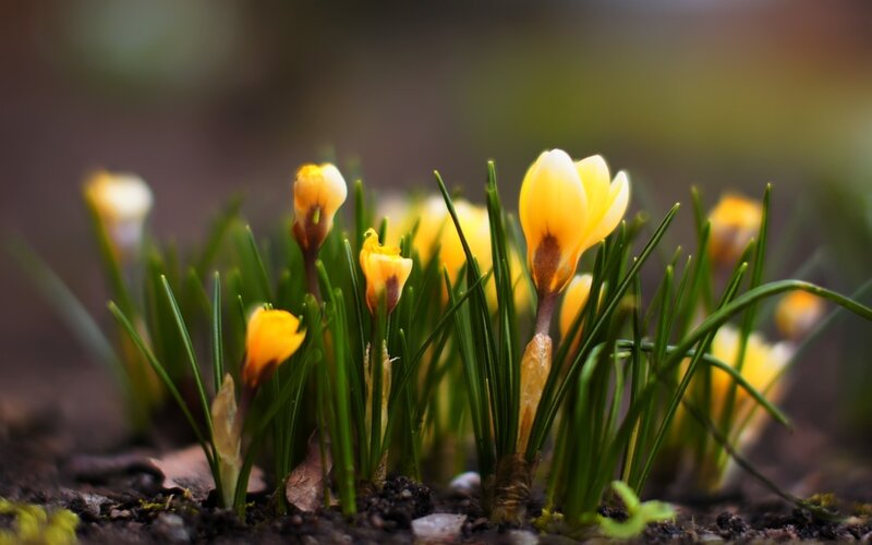 yellow crocuses in spring