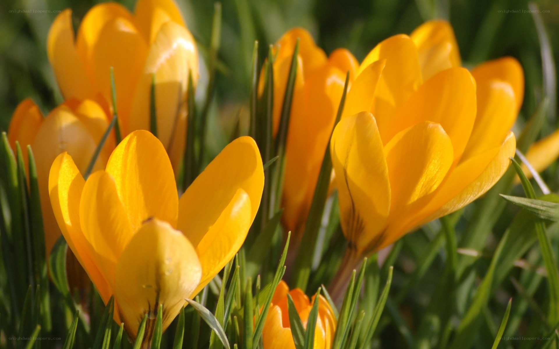 Yellow crocuses in spring