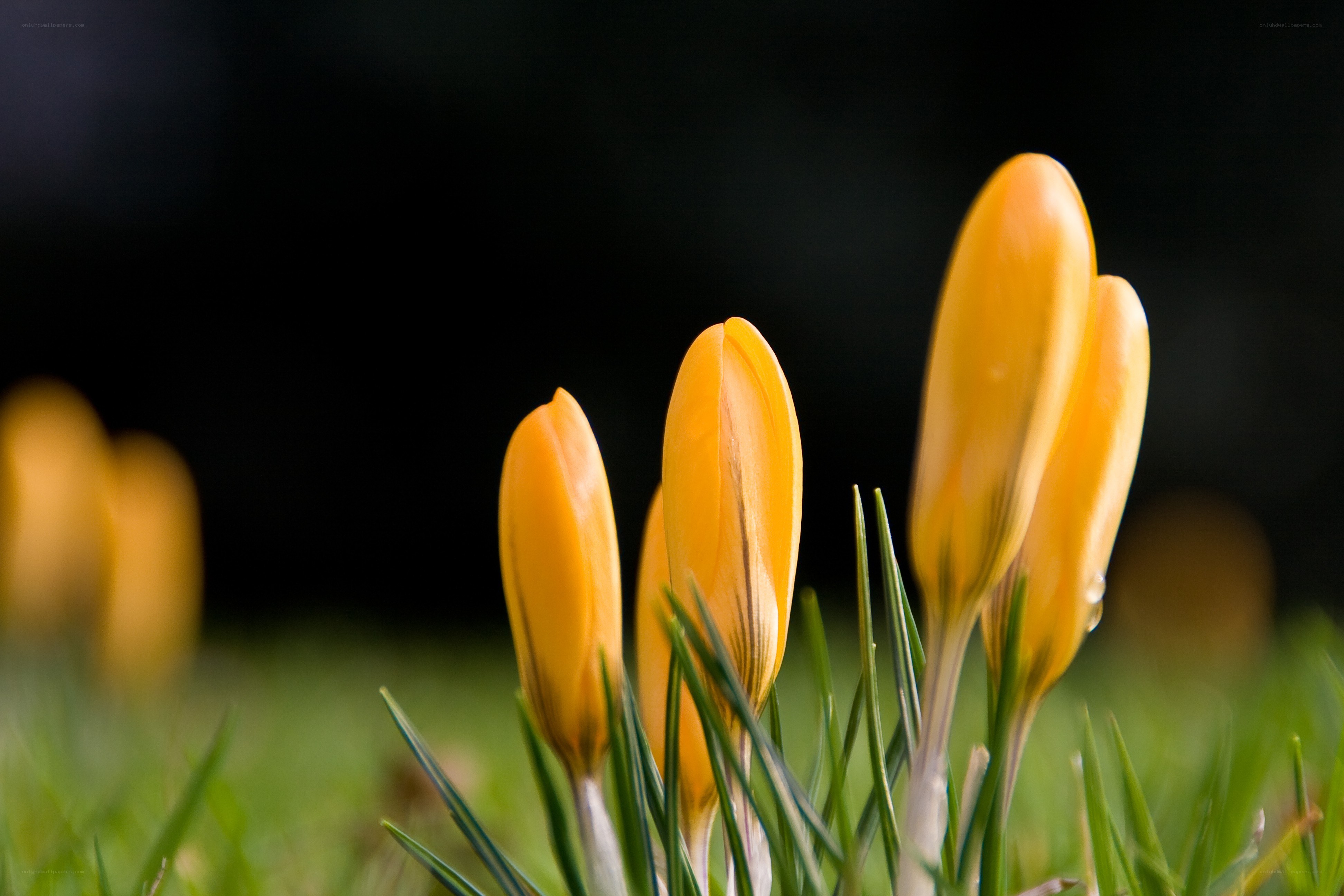 Yellow crocuses in spring