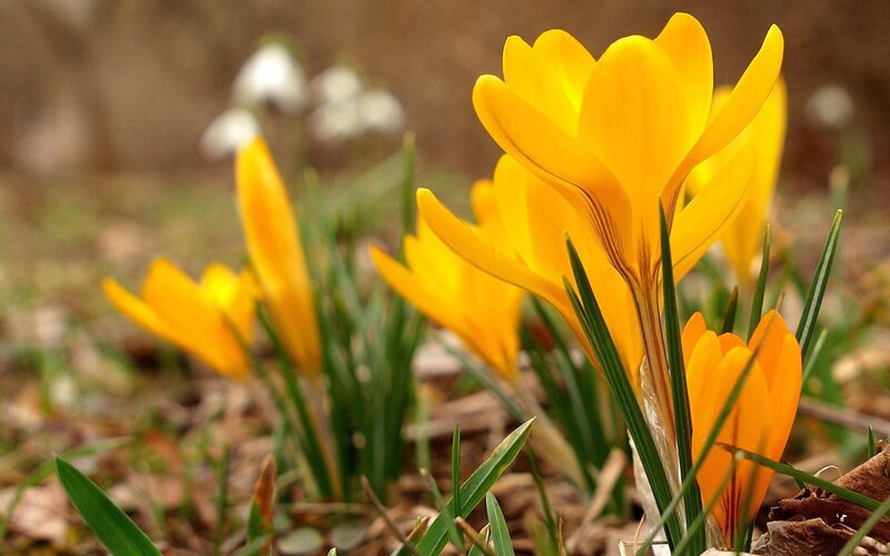 Yellow crocuses in spring