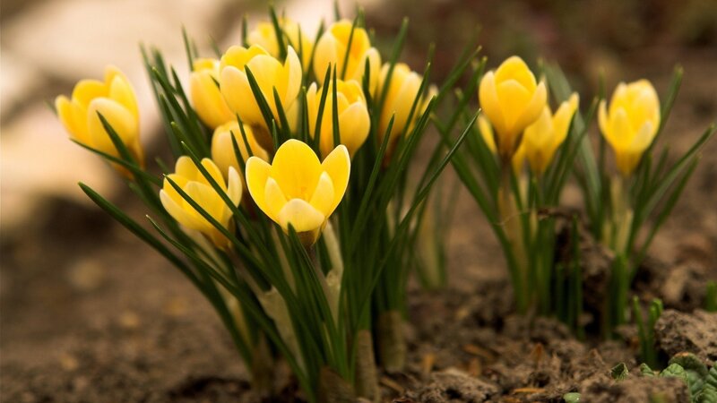 Yellow crocuses in spring