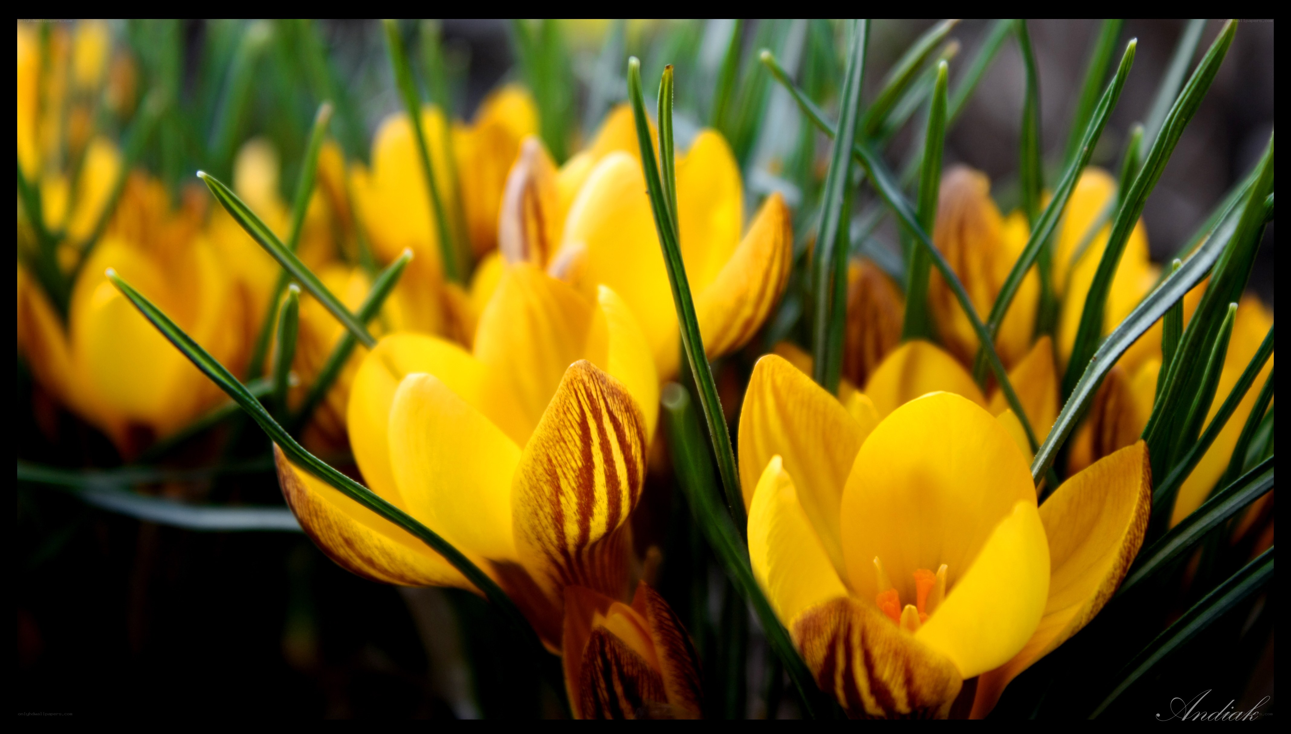 Yellow crocuses in spring