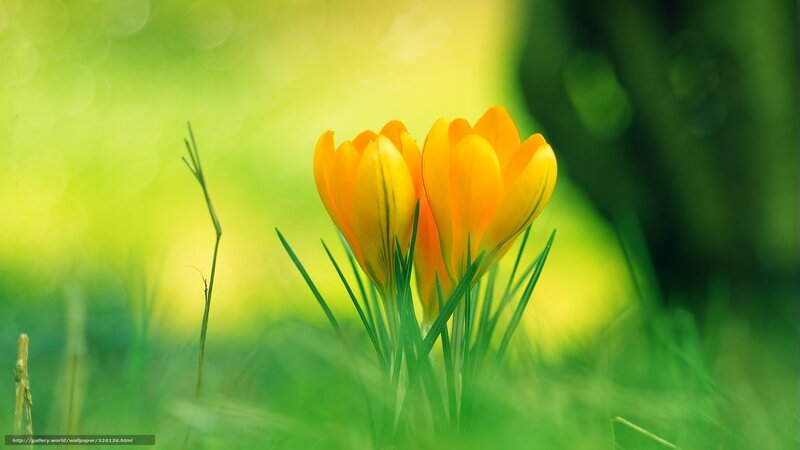 Yellow crocuses in spring