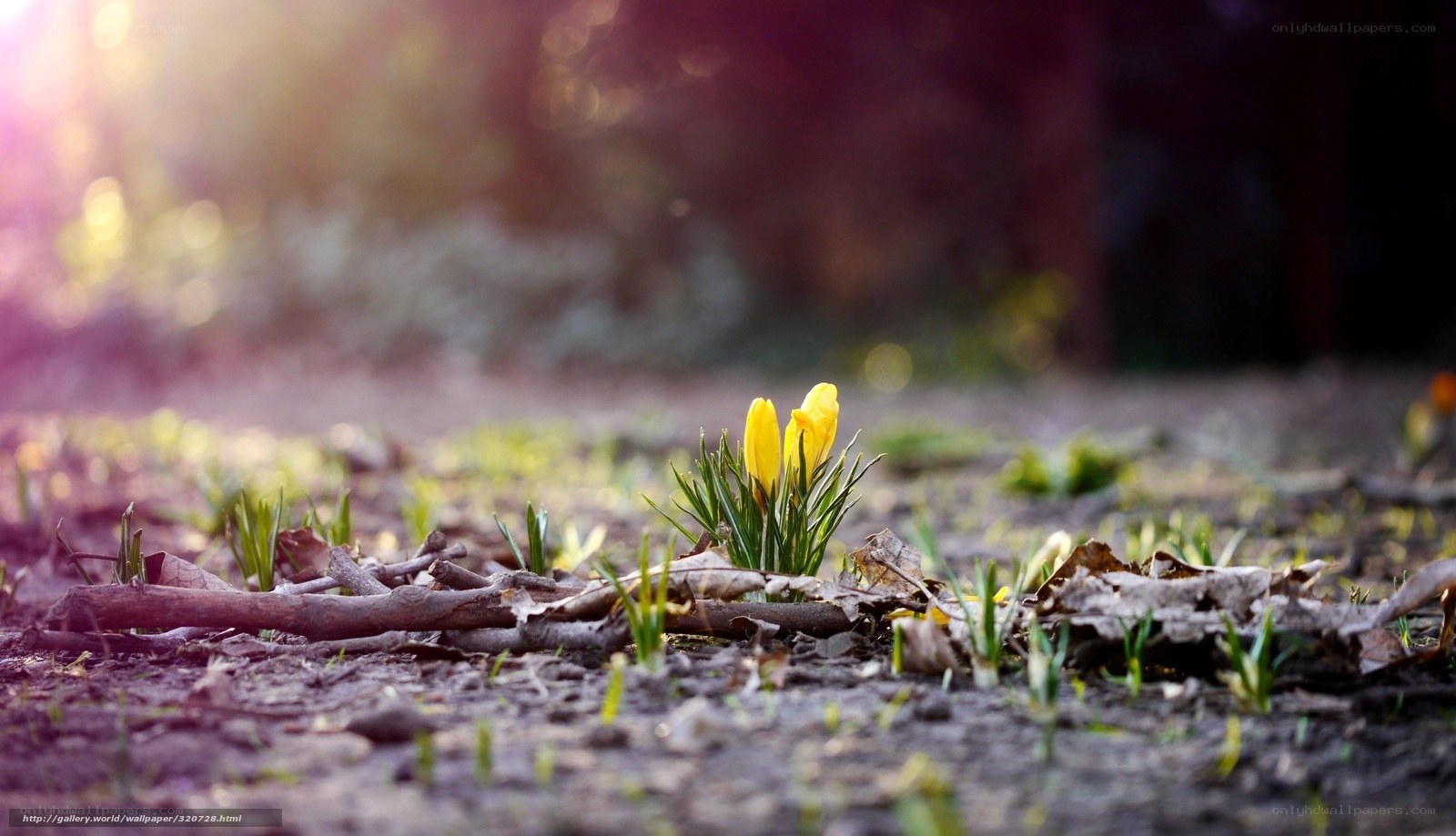 Yellow crocuses in spring