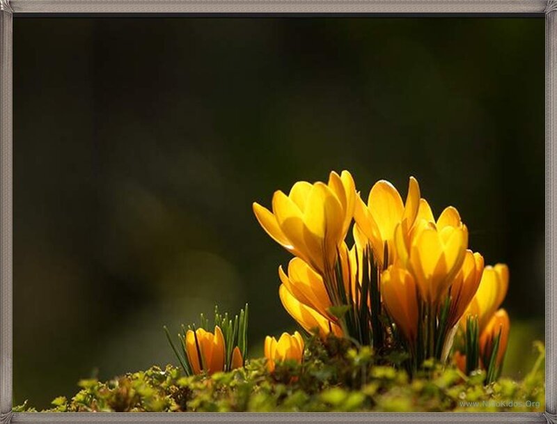 Yellow crocuses in sunlight