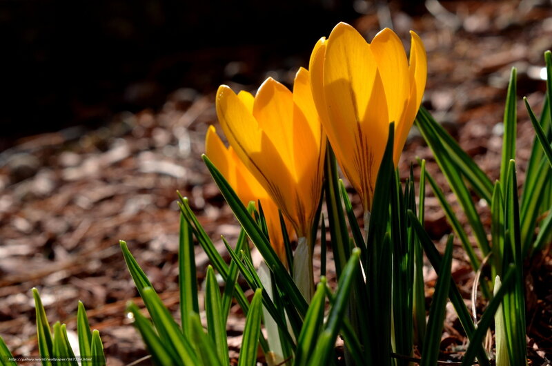 Yellow crocuses in sunlight