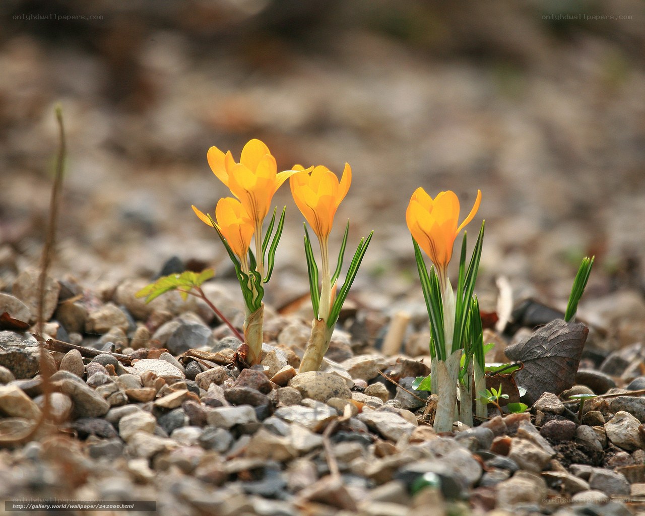 Yellow crocuses on gravel
