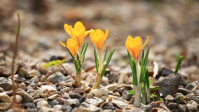Yellow crocuses on pebbles